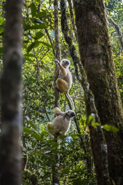 Diademed sifaka lemurs — Stock Photo, Image