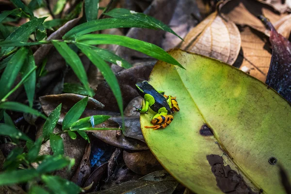 Mantella żaba na zielony liść — Zdjęcie stockowe