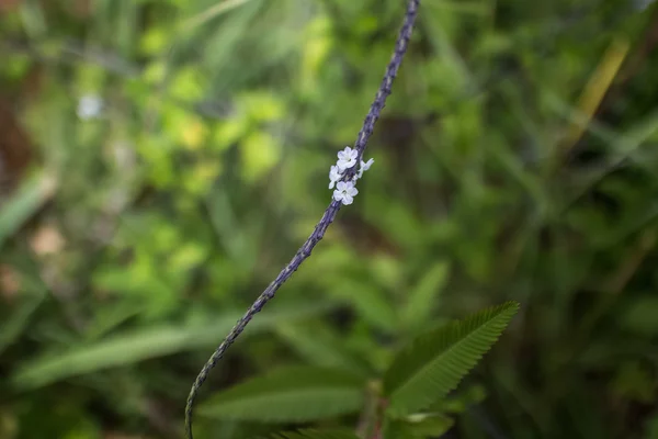 Plant with white flowers — Stock Photo, Image