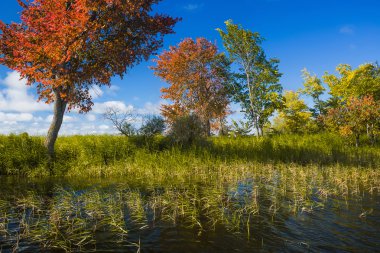 Sonbahar ağaçlar nehir kıyısında ayakta