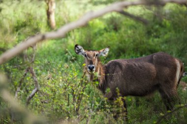 Yeşil çayır geyik