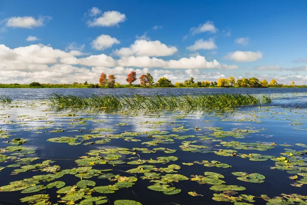 Pond with water lilies — Stock Photo, Image