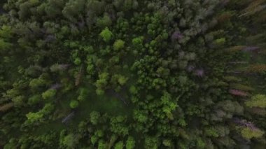 Ormandaki ağaçlar üzerinde uçuş