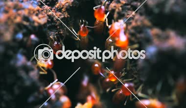 Bir yerde sürünerek büyük kırmızı karıncalar