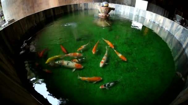 Un sacco di pesce in piscina — Video Stock