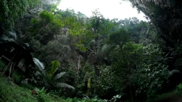 Bosque tropical en las montañas — Vídeo de stock