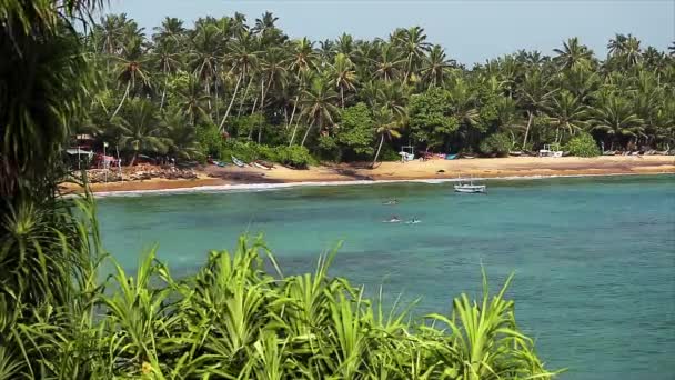 Піщаний пляж з пальмами — стокове відео