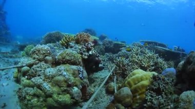 Siyah ahtapot bir mercan kayalığı gizleme