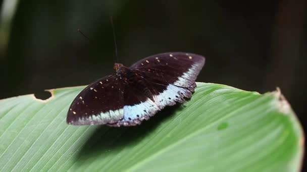 Borboleta sentado na folha verde — Vídeo de Stock