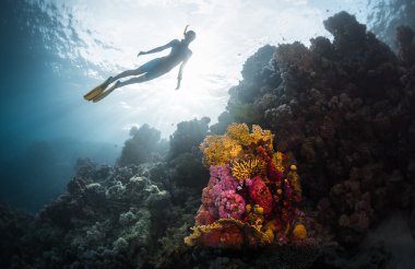 Free diver exploring vivid coral reef clipart