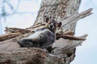 Kırmızı kuyruklu sportif Lemur 