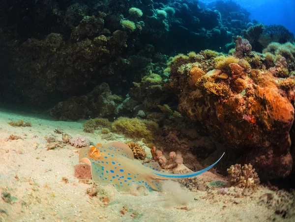 Mercan resifleri ile stingray — Stok fotoğraf