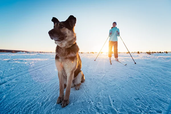 Vrouw skiën met de hond. — Stockfoto