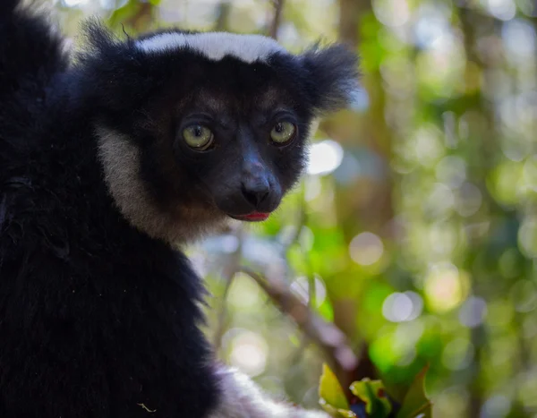 Lemur — Stok fotoğraf