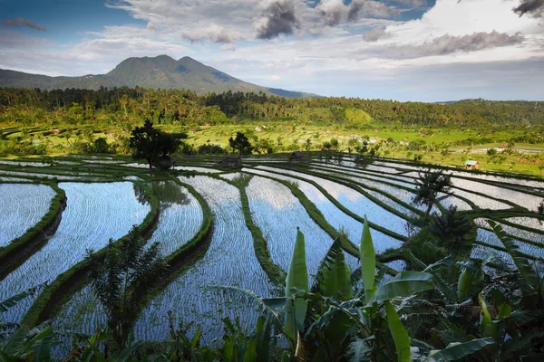 Bali — Zdjęcie stockowe