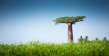 Baobab