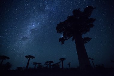 Madagaskar