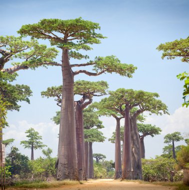 Baobablar
