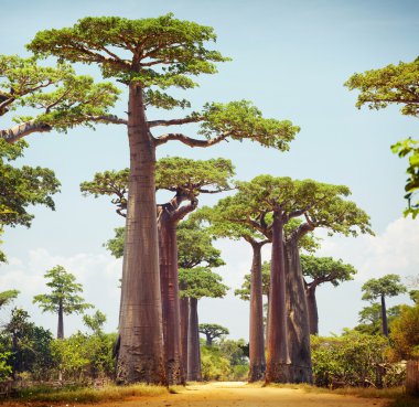 Baobablar