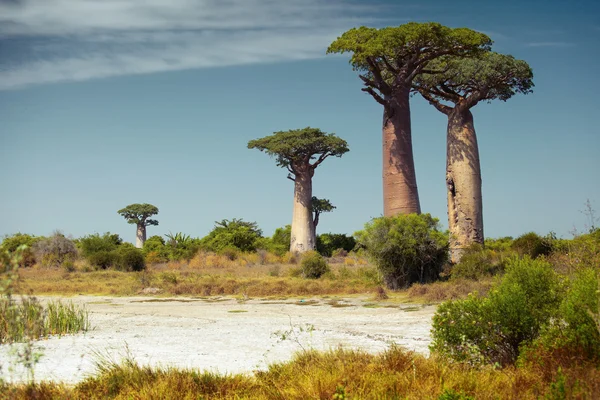 Les baobabs — Photo