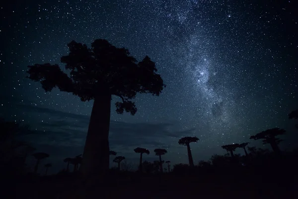 Madagaskar — Stockfoto