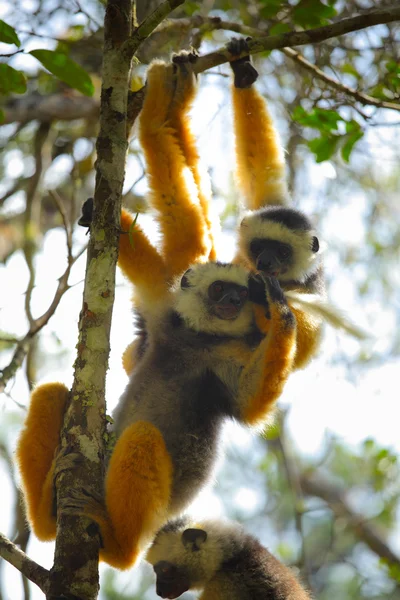 Madagascar — Foto de Stock