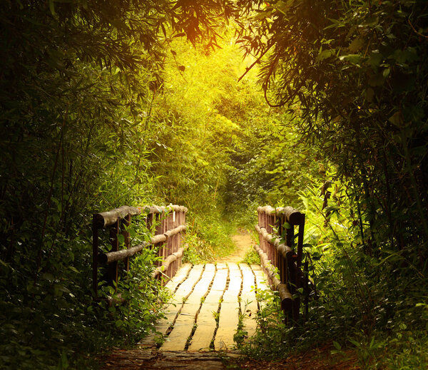 Wooden bridge in the green tropical forest