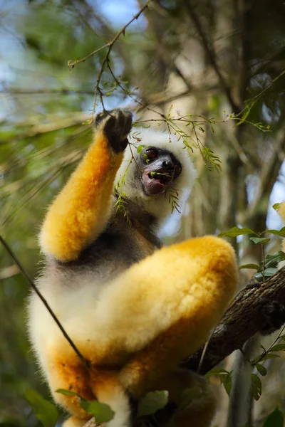 Madagaskar — Zdjęcie stockowe