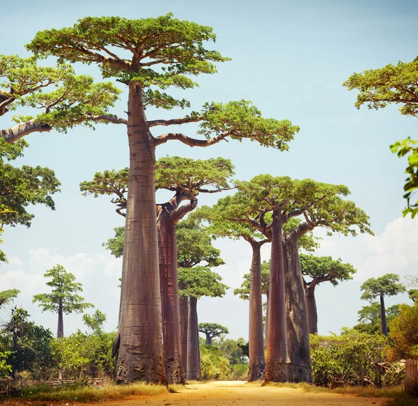 Baobaby — Zdjęcie stockowe