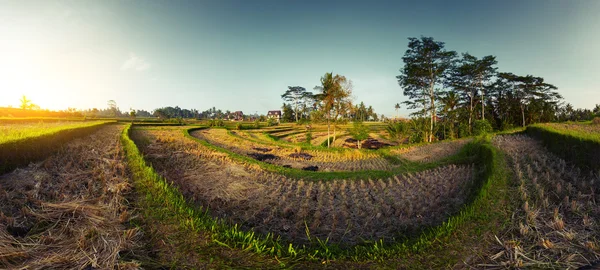 水稻的领域 — 图库照片