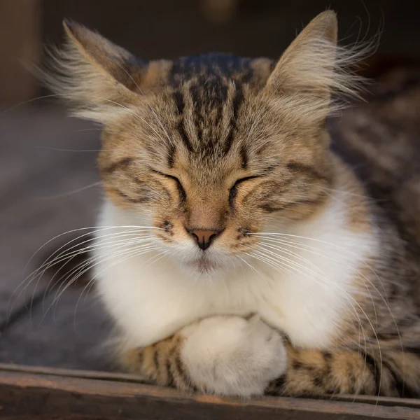 Сплячий кіт — стокове фото