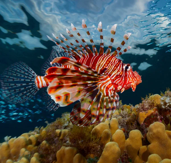 Mar azul — Fotografia de Stock