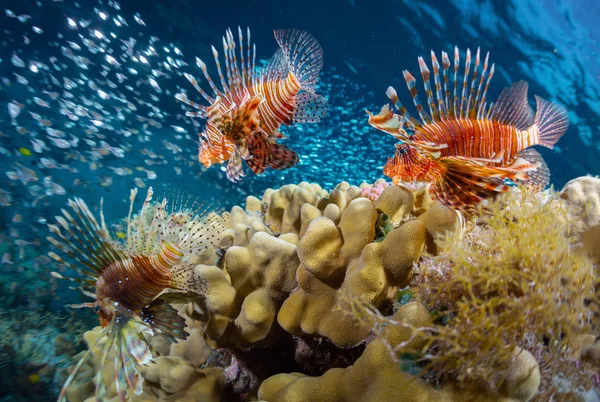 Mar azul — Fotografia de Stock