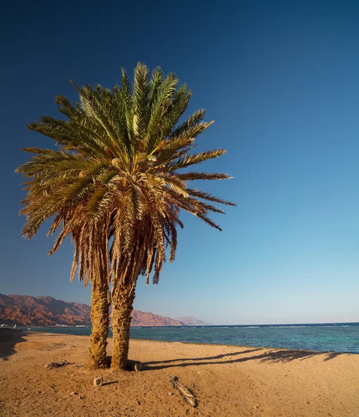 Palmera — Foto de Stock