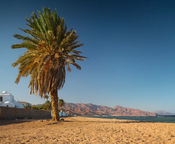 Palma — Foto Stock