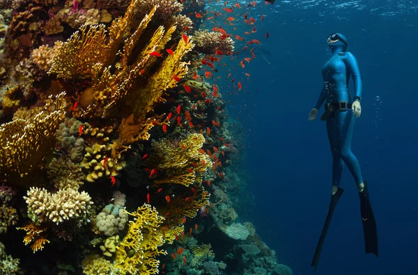 Freediver — Stok fotoğraf