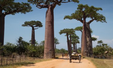 Madagaskar