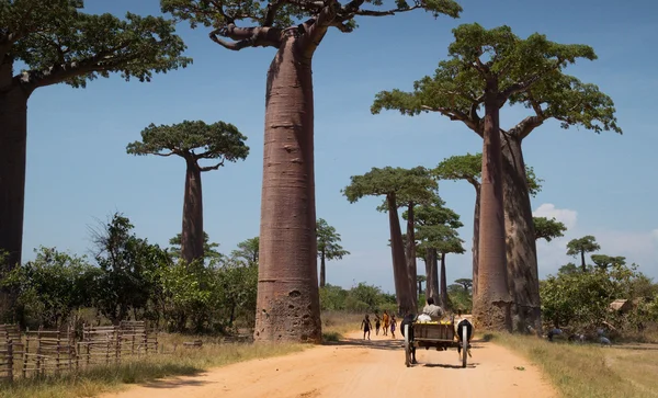 Madagaskar — Zdjęcie stockowe