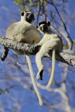 Madagaskar