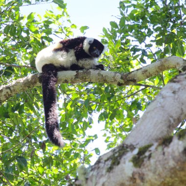 Madagascar clipart