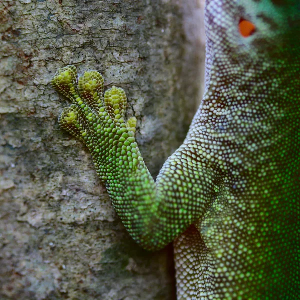 Zelený gekko — Stock fotografie