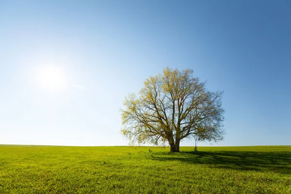 Ek träd — Stockfoto