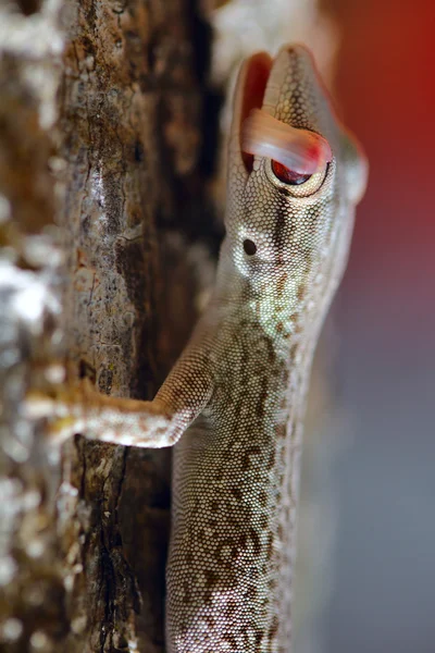 Klein gekko — Stockfoto