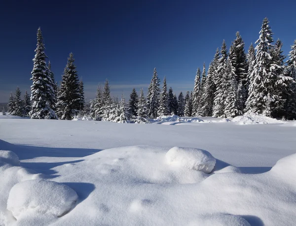 Skog — Stockfoto