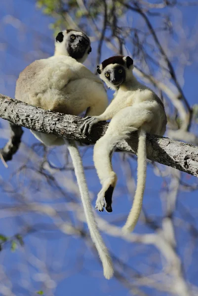 Madagascar — Photo