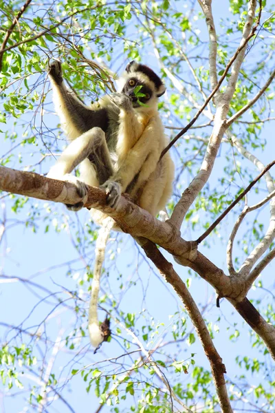 Madagaskar — Stok fotoğraf