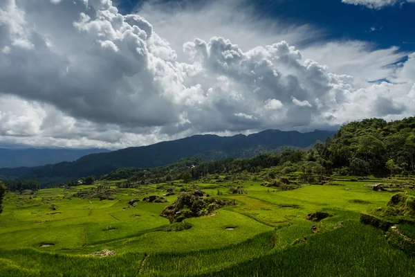 Field of rice — Stock Photo, Image