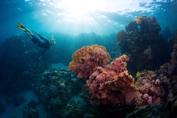 FREEDIVER — Foto de Stock