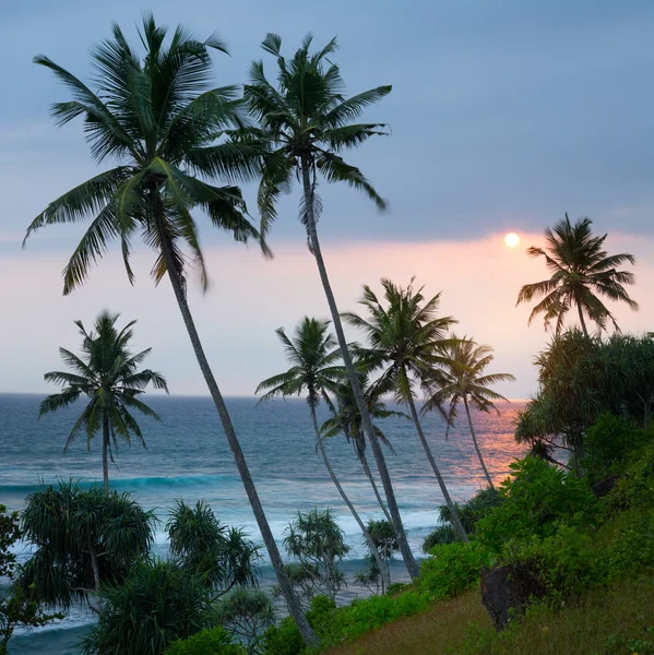 Palm trees — Stock Photo, Image