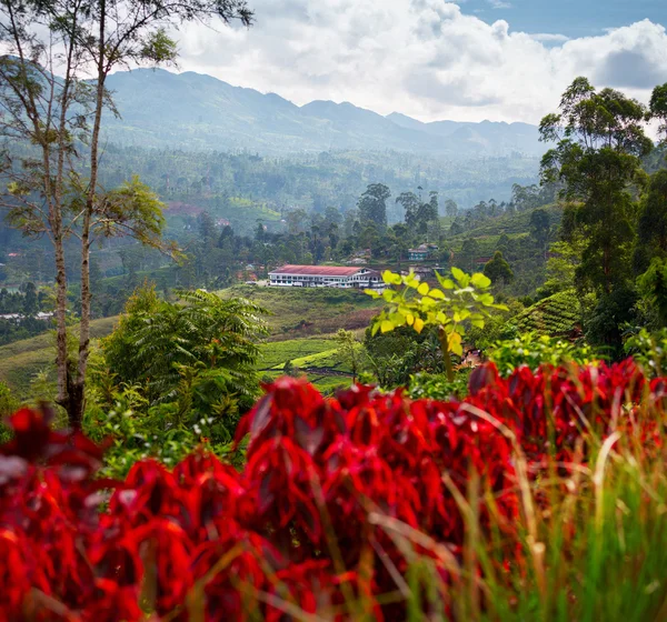 Sri lanka — Stockfoto